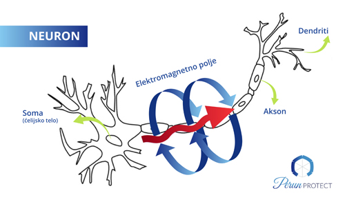 Neurons communicate by transferring electrons.