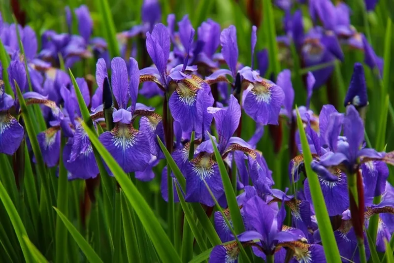iris-flower-worthy-of-the-gods